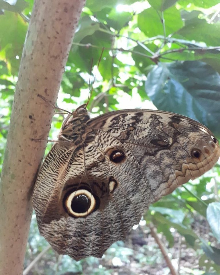 Reserva do Sahy, Condado: Luxo e conforto