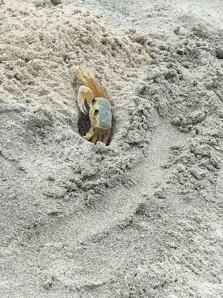 Loft no Sahy: aproveite praia, piscina e cachoeira