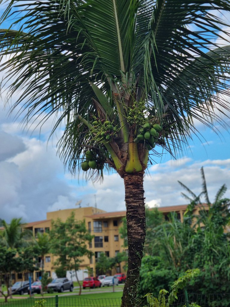 Reserva do Sahy, Condado: vista privilegiada