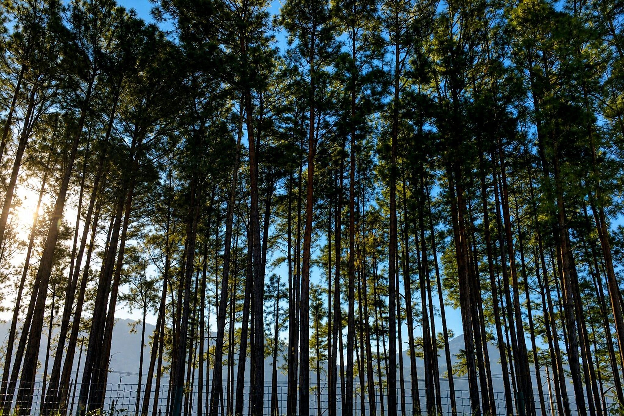 Luz suave de fim de tarde realçando a fachada dos blocos